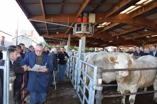 marché de Saint-Christophe-en-Brionnais bêtes de viande au cadran