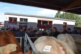 marché de saint-Christophe-en-Brionnais cadran de bêtes de viande