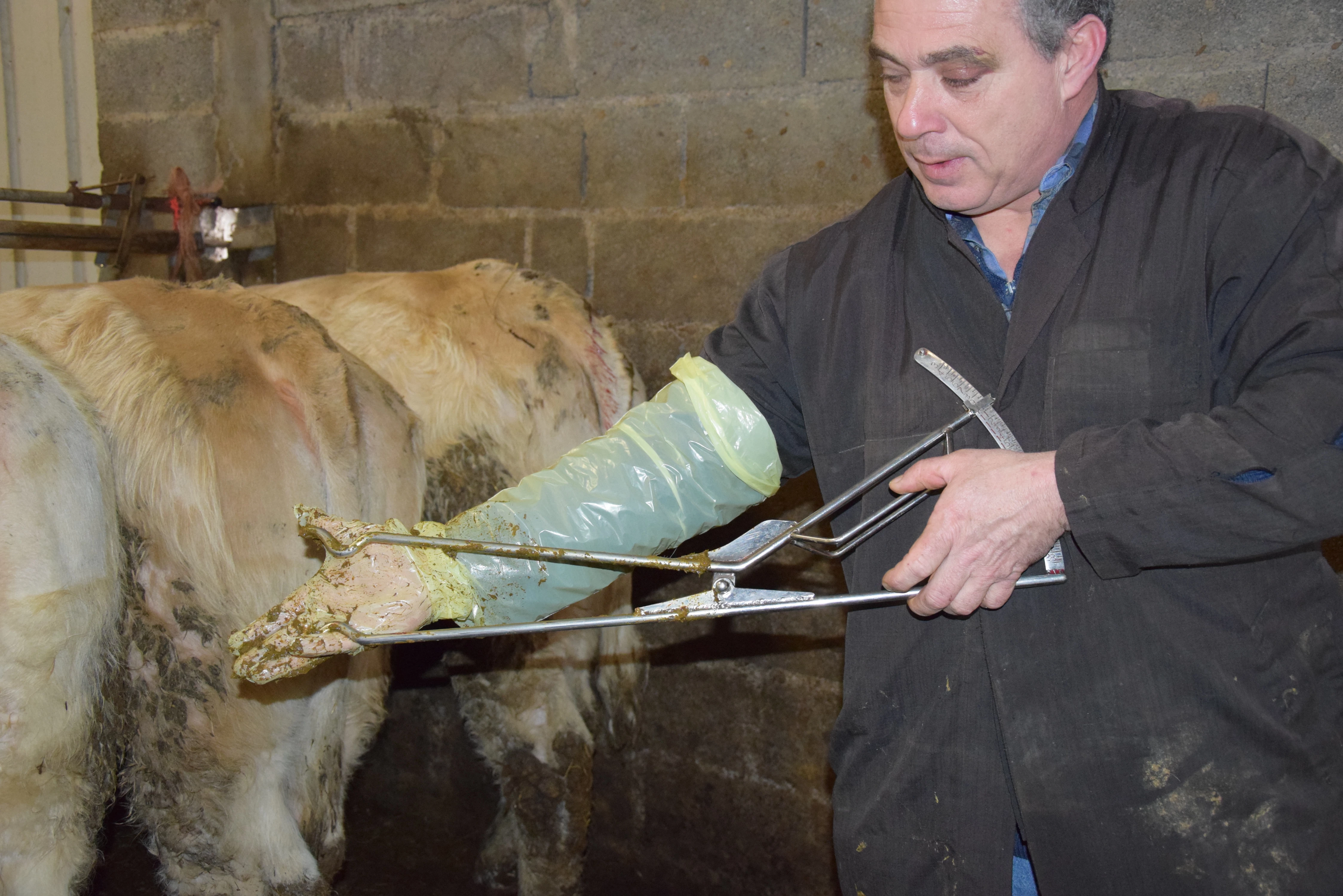 En génétique charolaise, la pelvimétrie est un indicateur supplémentaire pour aider au tri des génisses charolaises