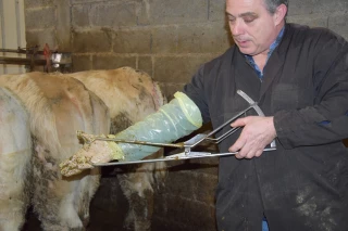 En génétique charolaise, la pelvimétrie est un indicateur supplémentaire pour aider au tri des génisses charolaises