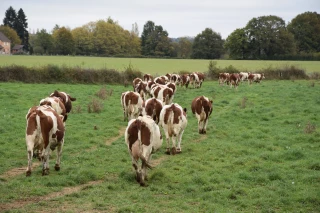 Pour l'Association Laitière Jura Bresse, le tissu laitier bressan a été préservé
