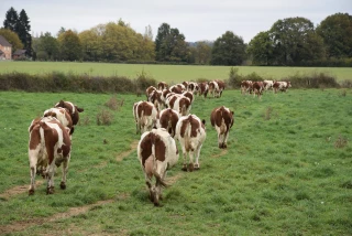 Pour l'Association Laitière Jura Bresse, le tissu laitier bressan a été préservé