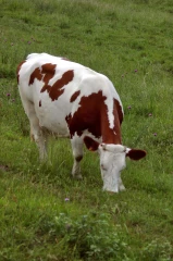 Analyse des marchés animaux et des tendances commerciales de la semaine 05/2018
