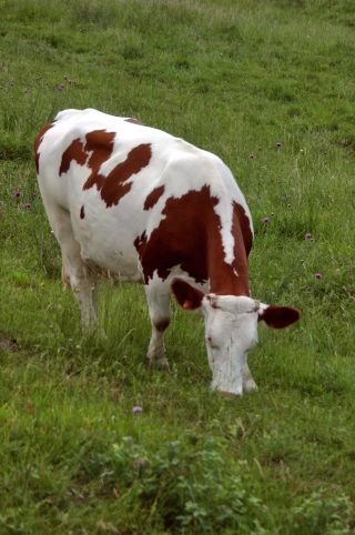 Analyse des marchés animaux et des tendances commerciales de la semaine 05/2018