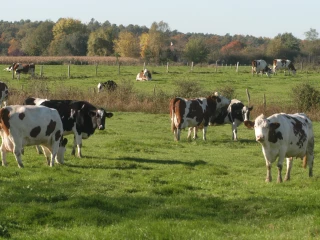 Attention au changement de régime lors de la mise à l’herbe