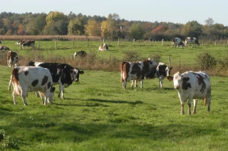 Attention au changement de régime lors de la mise à l’herbe