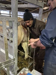 Et si on démultipliait les bonnes vaches avec la transplantation embryonnaire ? 