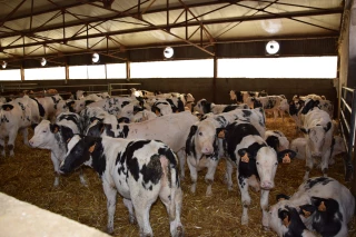 Le Gaec Lamarre Benoit et Laetitia s'est diversifié dans les veaux de boucherie