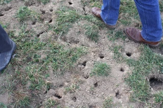 La Fredon Bourgogne propose aux éleveurs de mieux connaître les campagnols, pour mieux prévenir les évolutions de populations