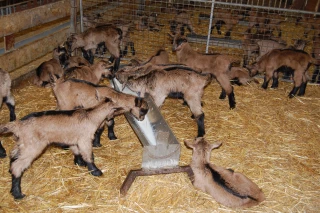 Un projet pour valoriser la viande de chevreau