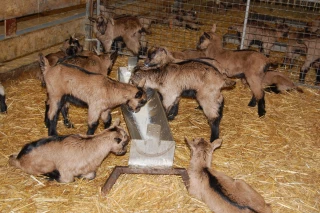Le Syndicat caprin  réfléchit à une meilleure valorisation pour la viande de chevreaux