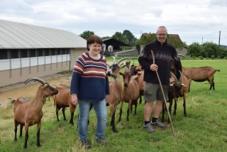 Plus de chèvres, moins de vaches 