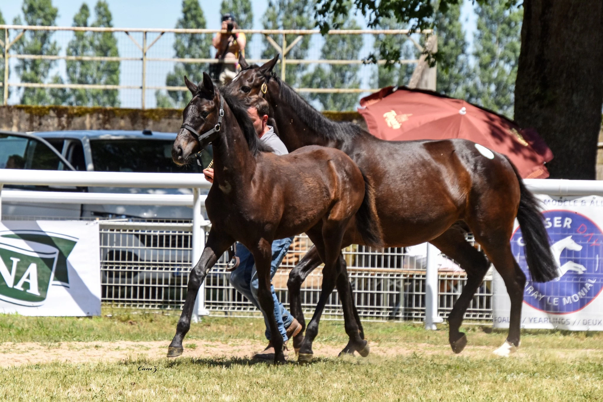 Chaser Day à Paray-le-Monial, le plus gros rassemblement de France !