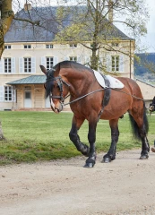 Découvrir autrement le Haras national de Cluny