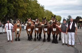 Chevaux de trait Auxois : le prix de famille pour Bai Linda