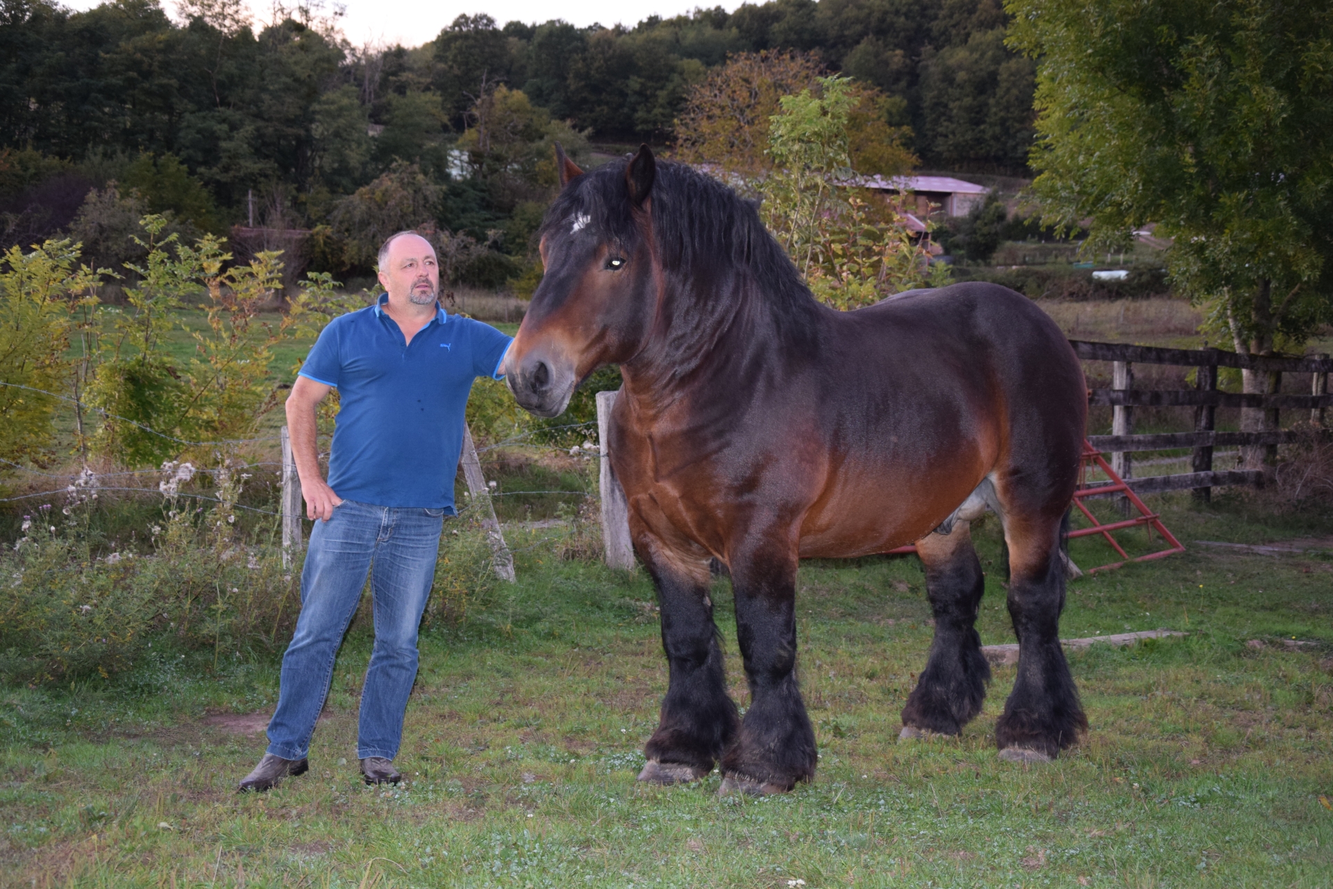 Rencontre avec Gilles Vailleau, éleveur de chevaux de trait auxois à Charmoy