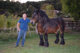 Rencontre avec Gilles Vailleau, éleveur de chevaux de trait auxois à Charmoy