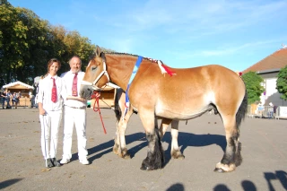 Cinquième participation pour Gilles Vailleau en chevaux Auxois !