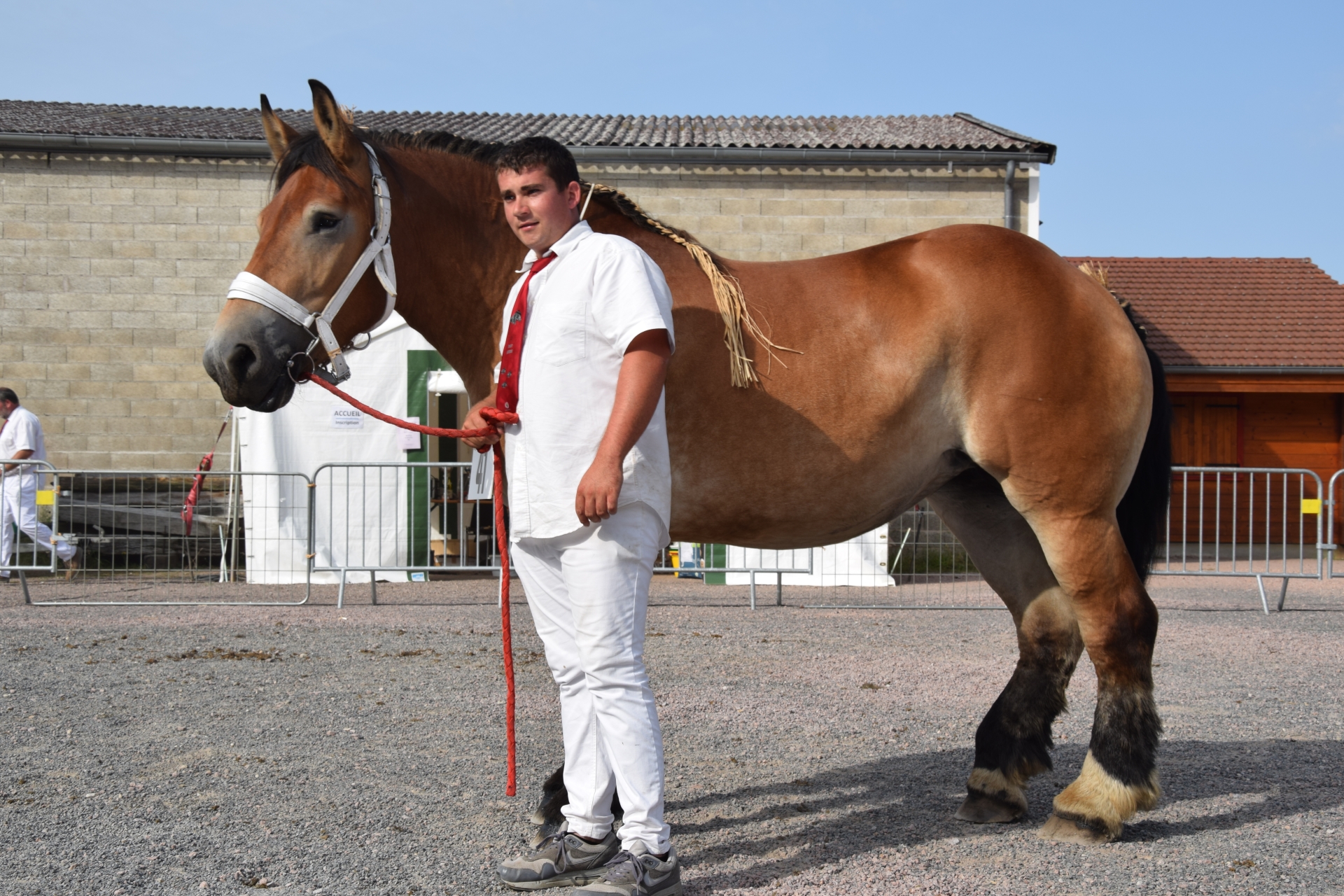 Pour les chevaux de trait de Saône-et-Loire, la saison des concours a été magnifique