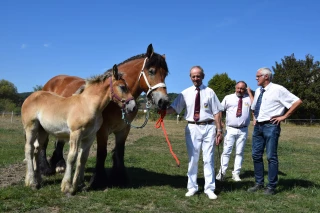 Une magnifique finale régionale des chevaux de trait à Saint-Symphorien-de-Marmagne !
