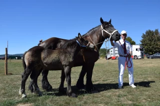 Chevaux de trait Auxois, Comtois, Percherons : 110 chevaux pour deux finales régionales !
