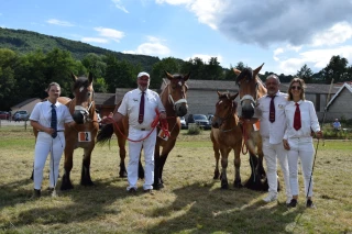 Des concours de chevaux de trait magnifiques et pourtant menacés…