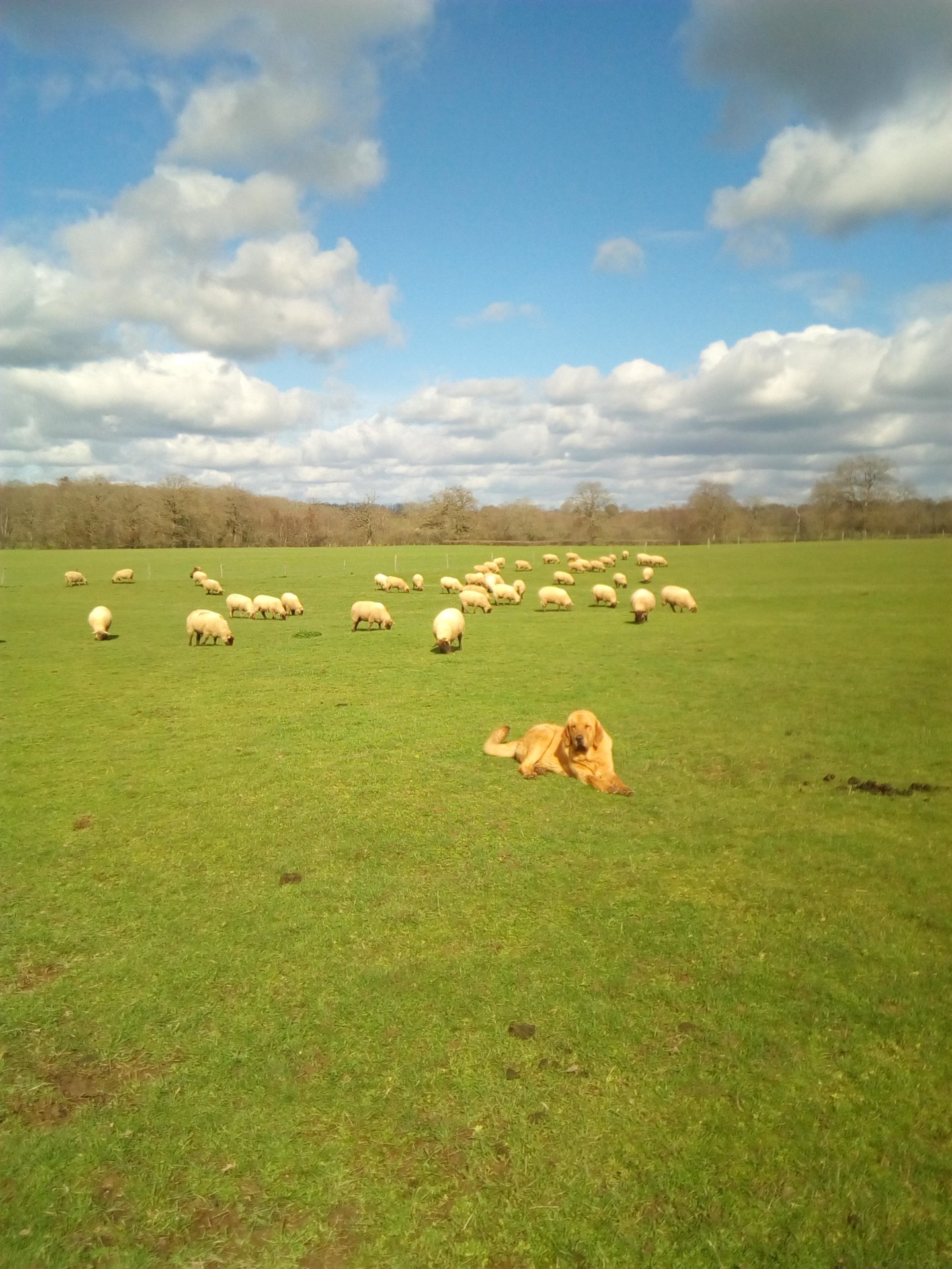 Deux chiens de protection pour ses 400 moutons
