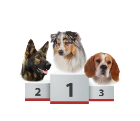 Les chiens de race ont la cote !