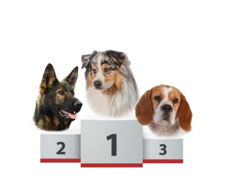 Les chiens de race ont la cote !