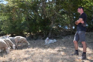 Chiens de protection : la solution face aux loups ? 