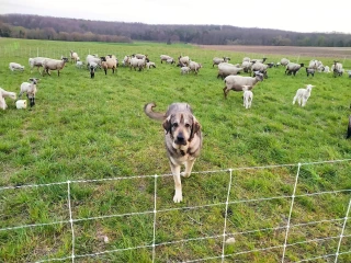 Travailleur indépendant et employé modèle