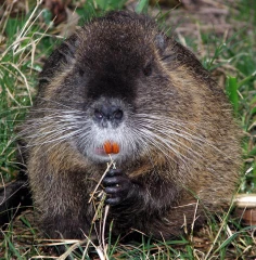 Des espèces invasives et problématiques
