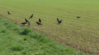 Que sait-on au juste des dégâts d’oiseaux ?