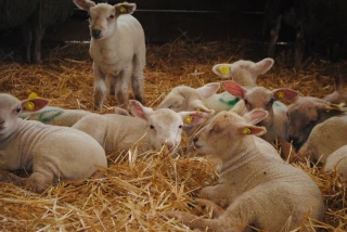 Cette semaine, la chronique ovine traite la question des facteurs favorables à la coccidiose