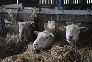La chronique ovine de cette semaine s'intéresse aux béliers en cette période hivernale
