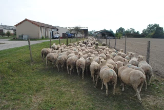 La chronique ovine : ne pas laisser maigrir les brebis en milieu de gestation