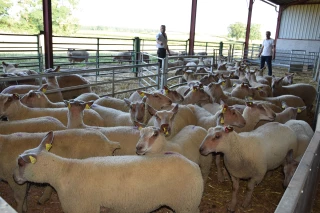 L'analyse des marchés animaux, les tendances de la semaine et une analyse pointue des différents marchés animaux.