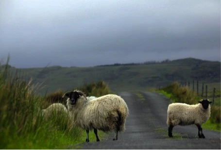 Le Brexit pourrait bien boulverser les marchés, l'Irlande anticipe...