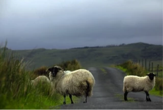 Le Brexit pourrait bien boulverser les marchés, l'Irlande anticipe...