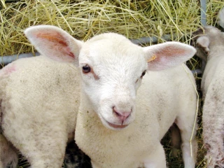 L’Aide ovine 2016 qui fait les frais de la gestion franco-européenne de la Pac...