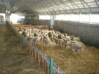 Un bien mauvais coup porté à la production ovine...