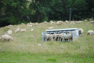 La chronique ovine : attention à la rentrée des agneaux en bergerie