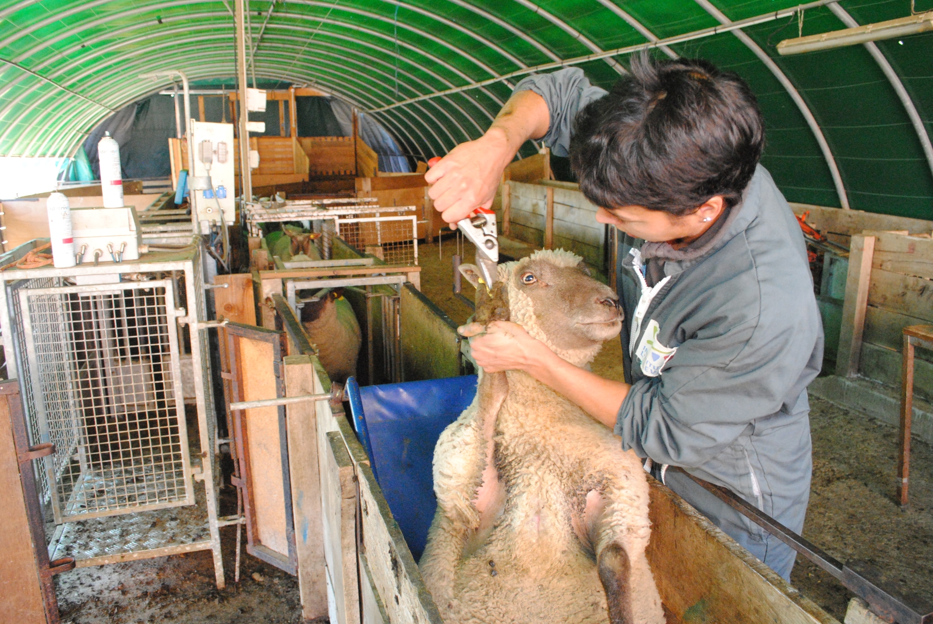 En matière de boiterie des ovins, il faut identifier la cause pour bien soigner