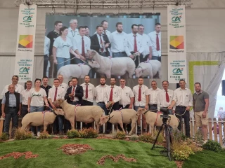 Un concours de Moutons Charollais amoindri par le contexte sanitaire