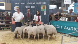 Un salon de l’agriculture porteur d’espoir pour le Mouton Charollais