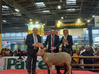 Un 51e concours général de Moutons Charollais très réussi !