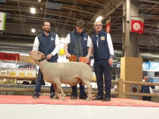 Des incertitudes en toile de fond pour le concours général du Mouton Charollais au Salon de l'agriculture…