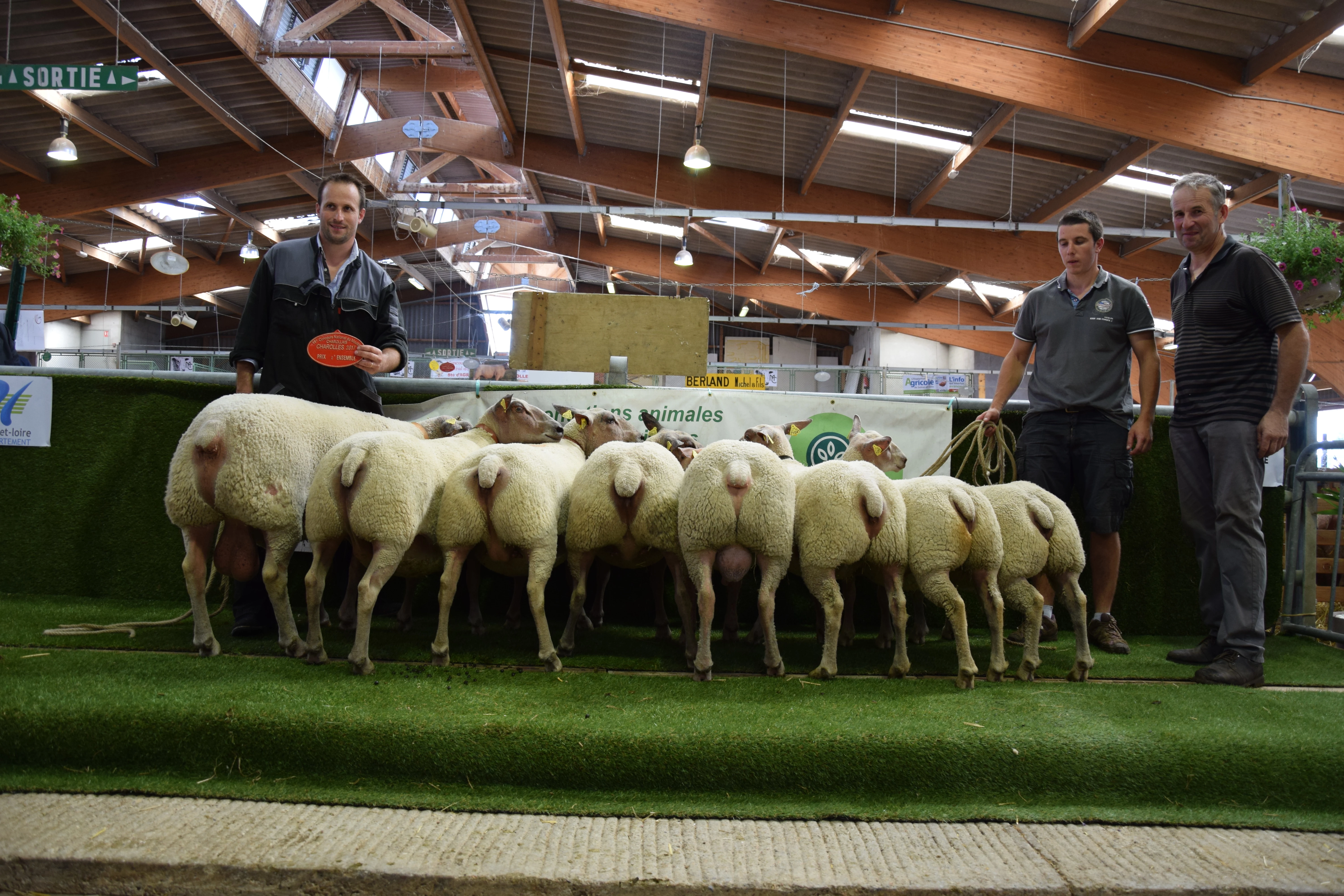 Retour sur le concours national du mouton charollais : le meilleur de la race à Charolles !