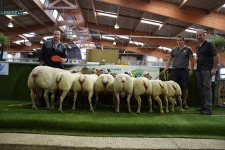 Retour sur le concours national du mouton charollais : le meilleur de la race à Charolles !