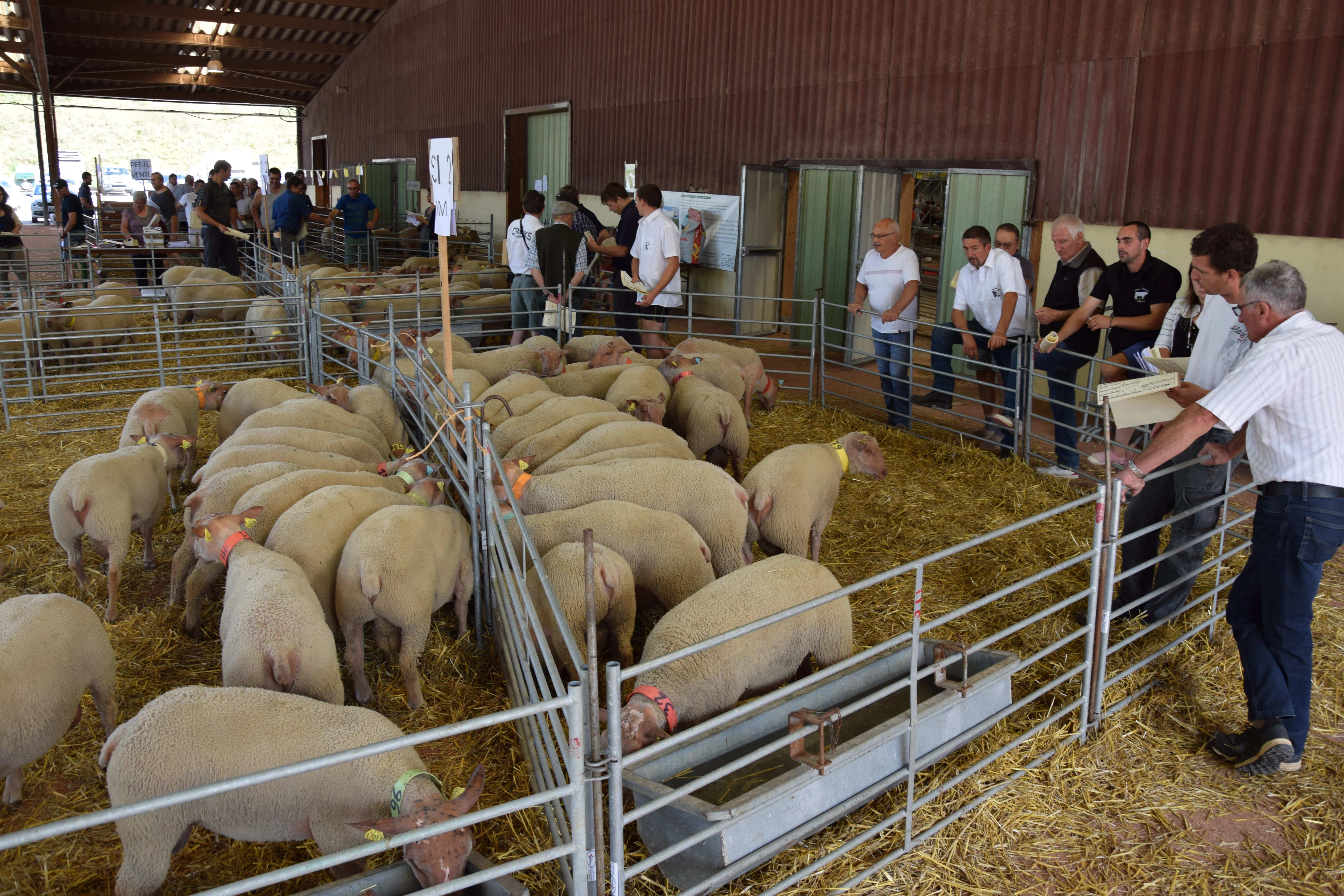 Mouton Charollais : la vente des agneaux de station se profile